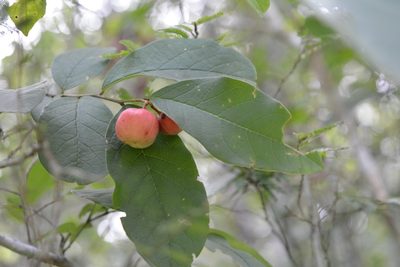 Phyllanthus grandifolius, photographed by Neptalí Ramírez Marcial