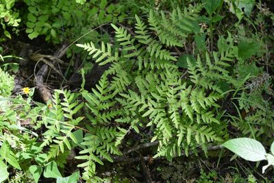 Cheiloplecton rigidum, photographed by Neptalí Ramírez Marcial