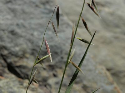 Melica stricta, photographed by Jim Morefield