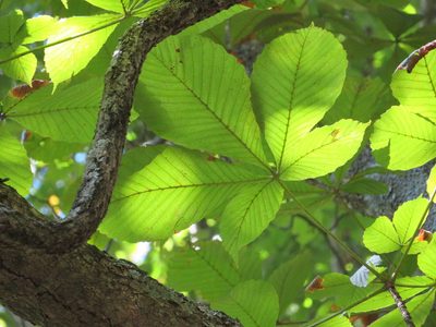 Aesculus turbinata, photographed by Marco Mussita
