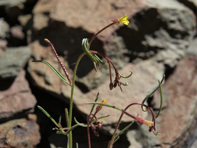 Camissonia parvula, photographed by Jim Morefield