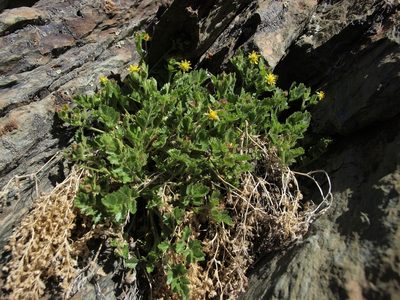 Potentilla saxosa, photographed by Jim Morefield