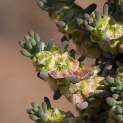 Maireana pentatropis, photographed by Kym Nicolson