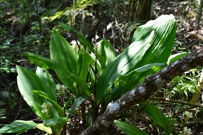 Govenia alba, photographed by Neptalí Ramírez Marcial