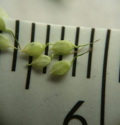 Carex albolutescens, photographed by Zihao Wang