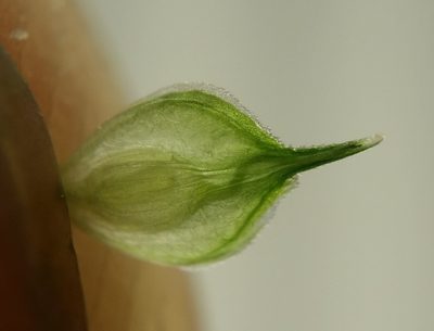 Carex albolutescens, photographed by Zihao Wang