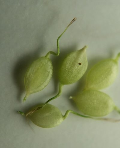 Carex albolutescens, photographed by Zihao Wang