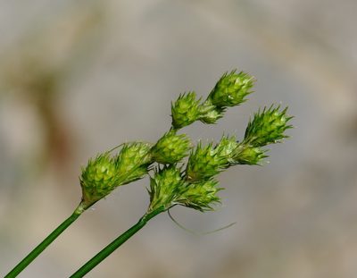 Carex albolutescens, photographed by Zihao Wang