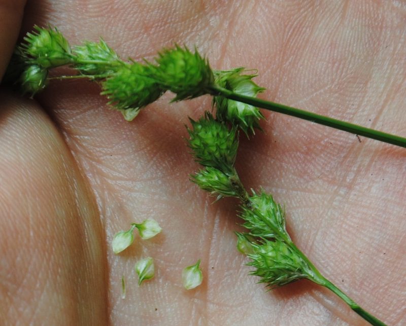 Carex albolutescens, photographed by Zihao Wang