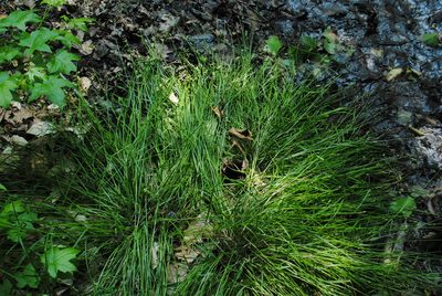 Carex albolutescens, photographed by Zihao Wang