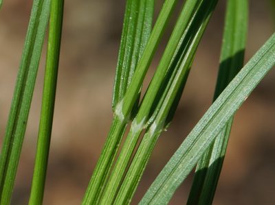 Carex albolutescens, photographed by Zihao Wang