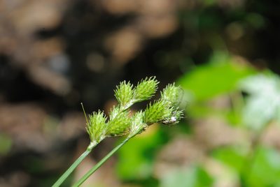 Carex albolutescens, photographed by Zihao Wang
