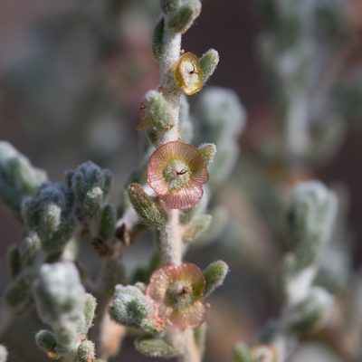Maireana radiata, photographed by Kym Nicolson