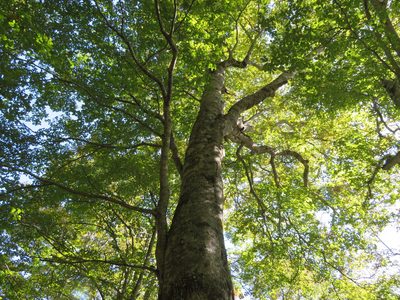 Fagus crenata, photographed by Marco Mussita