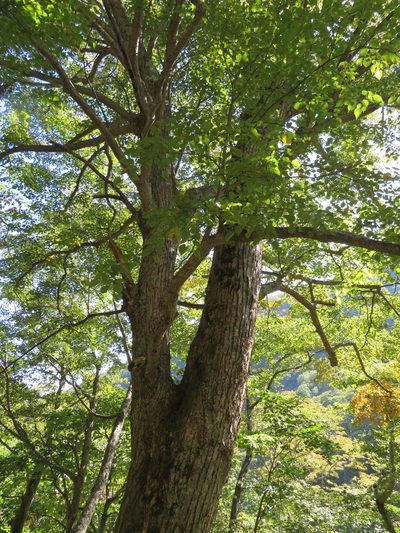 Tilia japonica, photographed by Marco Mussita
