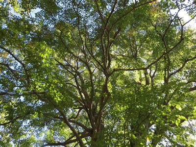 Tilia japonica, photographed by Marco Mussita