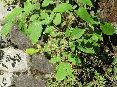 Aralia cordata, photographed by Marco Mussita