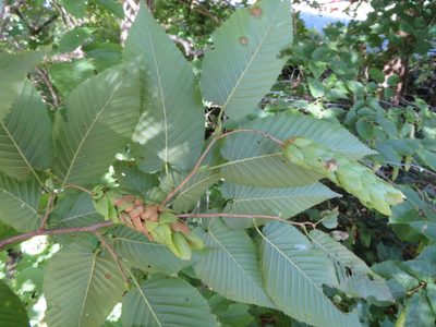 Carpinus cordata, photographed by Marco Mussita