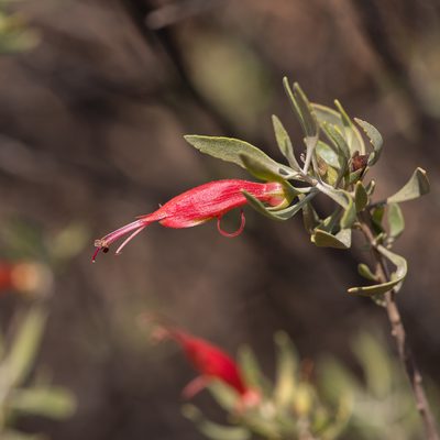 Eremophila glabra, photographed by Kym Nicolson