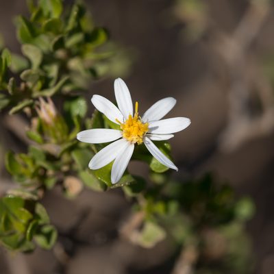 Olearia muelleri, photographed by Kym Nicolson