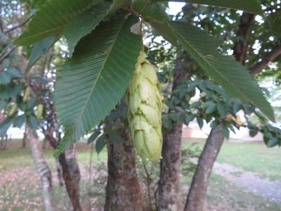 Carpinus japonica, photographed by Marco Mussita