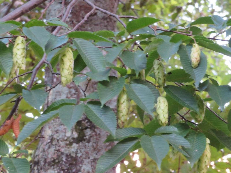 Carpinus japonica, photographed by Marco Mussita