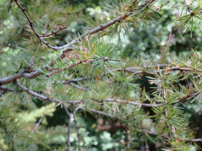 Larix kaempferi, photographed by Marco Mussita