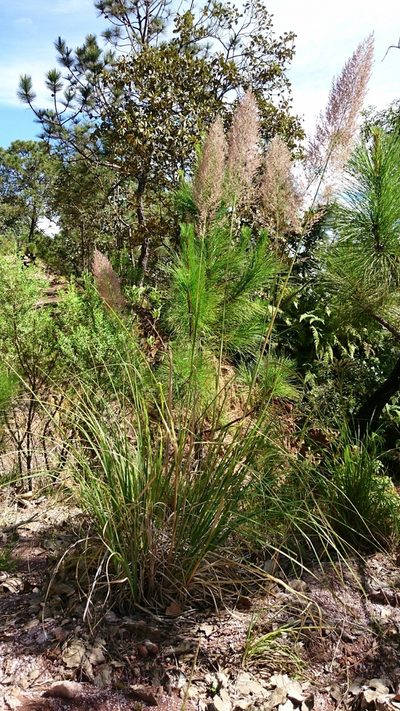 Muhlenbergia mutica, photographed by Sandino Guerrero