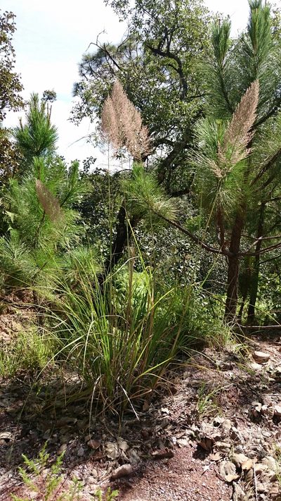 Muhlenbergia mutica, photographed by Sandino Guerrero