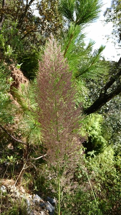 Muhlenbergia mutica, photographed by Sandino Guerrero