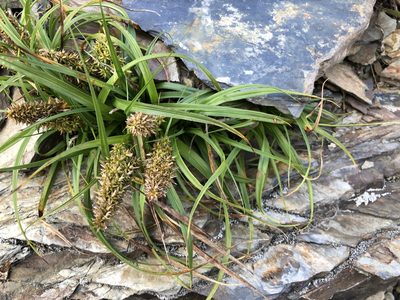Carex satsumensis, photographed by Cheng-Tao Lin