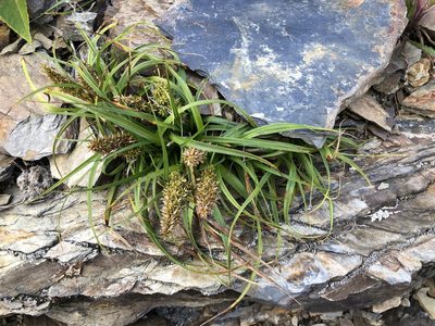 Carex satsumensis, photographed by Cheng-Tao Lin