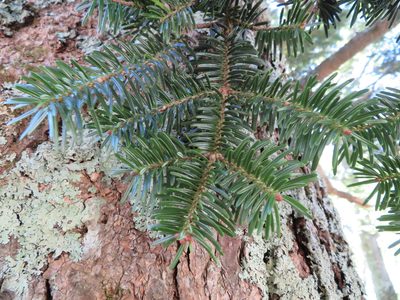 Abies homolepis, photographed by Marco Mussita