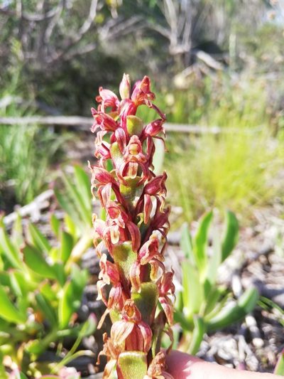 Satyrium lupulinum, photographed by Mike Fabricius