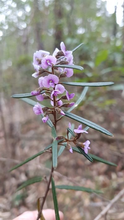 Hovea longifolia, photographed by Vale Jenny Conolly
