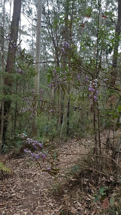 Hovea longifolia, photographed by Vale Jenny Conolly
