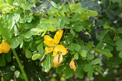 Senna skinneri, photographed by Neptalí Ramírez Marcial