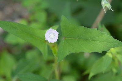Anoda crenatiflora, photographed by Neptalí Ramírez Marcial
