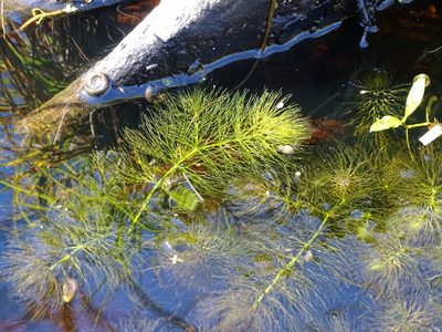 Ceratophyllum submersum, photographed by Grzegorz Grzejszczak