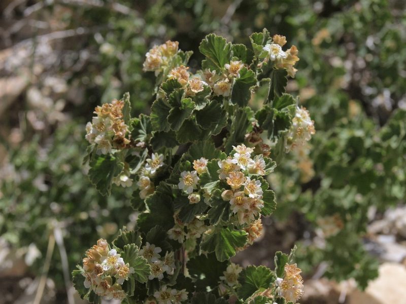 Physocarpus alternans, photographed by Jim Morefield