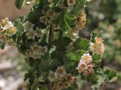 Physocarpus alternans, photographed by Jim Morefield