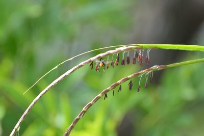 Tripsacum jalapense, photographed by Neptalí Ramírez Marcial