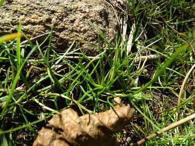 Littorella uniflora, photographed by Grzegorz Grzejszczak