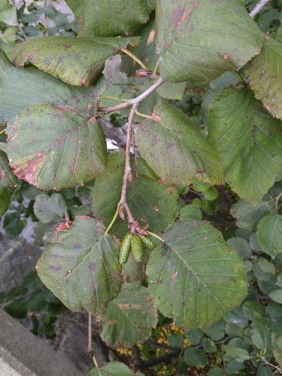 Alnus maximowiczii, photographed by timharris