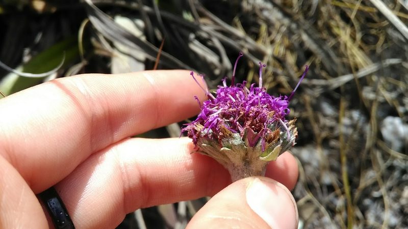 Chresta plantaginifolia, photographed by Márcia Martins