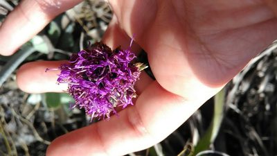 Chresta plantaginifolia, photographed by Márcia Martins