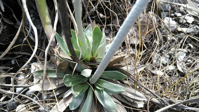Chresta plantaginifolia, photographed by Márcia Martins