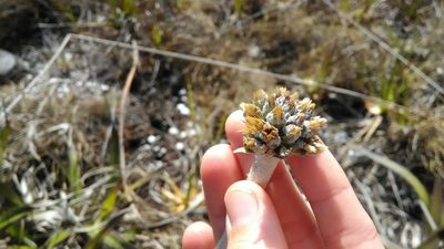 Chresta plantaginifolia, photographed by Márcia Martins