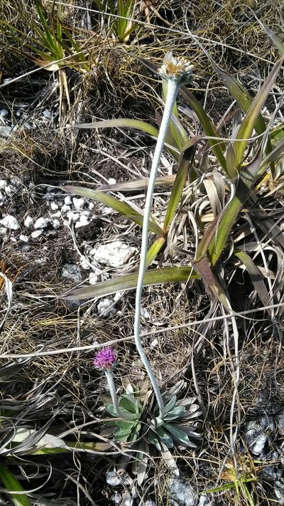 Chresta plantaginifolia, photographed by Márcia Martins