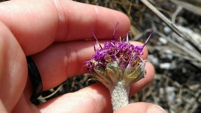 Chresta plantaginifolia, photographed by Márcia Martins